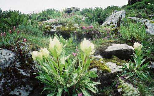 Valley of Flowers Trekking 2026