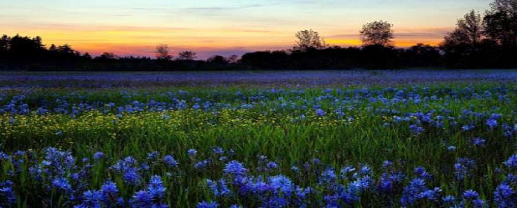 Valley of Flowers Trekking 2026