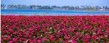 Alappuzha Back Water Voyage and Malarikkal Water Lily Boat Safari (A Nature Study Programme) 2026 by Kerala State Branch