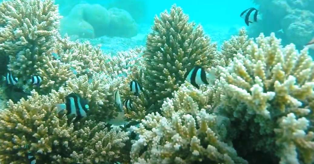 Lakshadweep Nature Study Programme 2026 (By Kerala State)