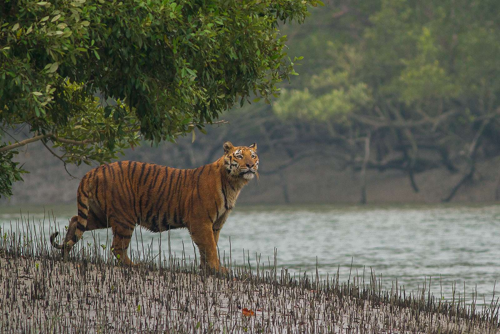UNESCO World Heritage Sundarban Adventure cum Training Camp 2026 (By West Bengal State Branch)
