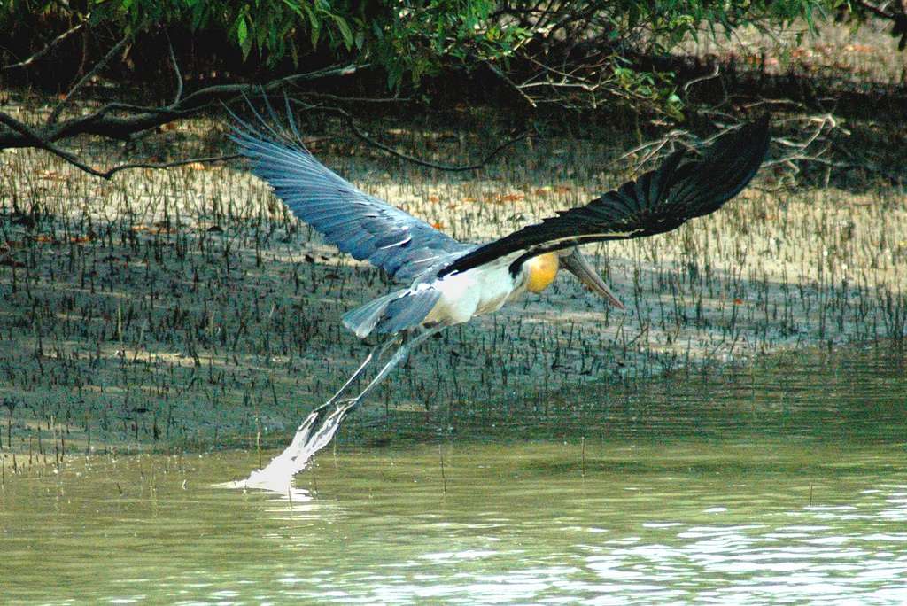 UNESCO World Heritage Sundarban Adventure cum Training Camp 2026 (By West Bengal State Branch)
