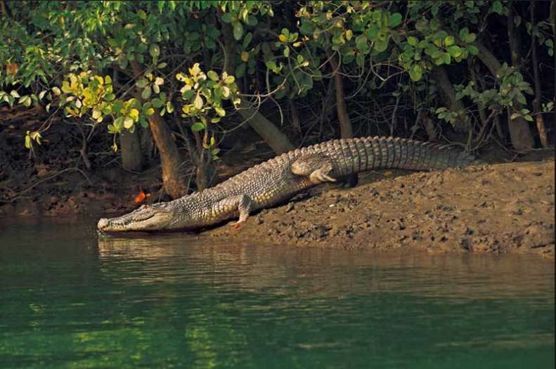 UNESCO World Heritage Sundarban Adventure cum Training Camp 2026 (By West Bengal State Branch)