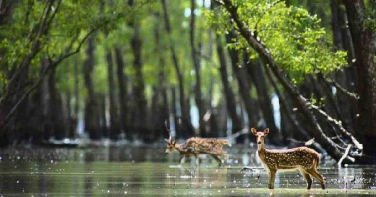 UNESCO World Heritage Sundarban Adventure cum Training Camp 2026 (By West Bengal State Branch)